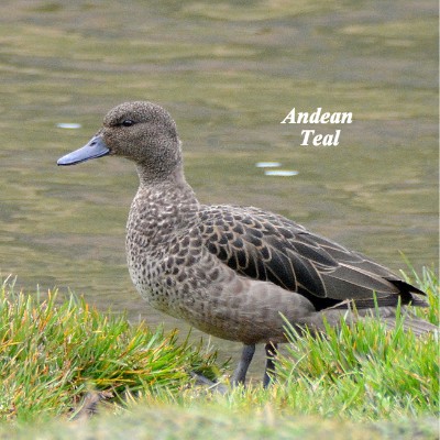 Andean Teal